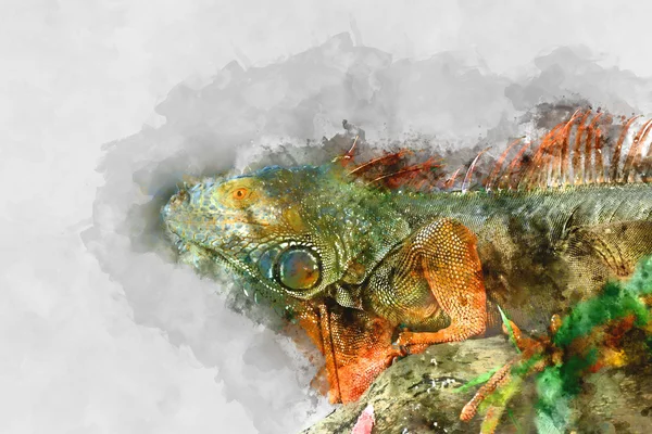 Imagem aquarela Retrato de iguana . — Fotografia de Stock