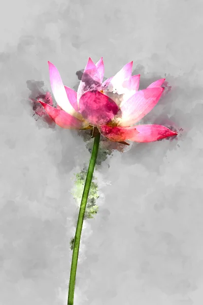 Акварельне зображення квітки рожевого лотоса . — стокове фото