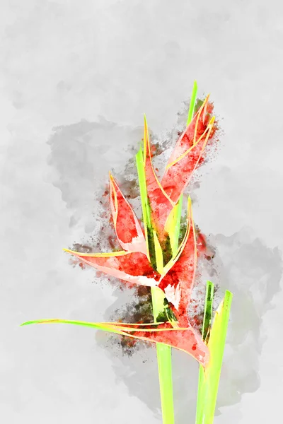 Immagine ad acquerello della bella Heliconia in fiore . — Foto Stock