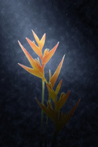 Золотой факел Геликонии цветет в дождях . — стоковое фото