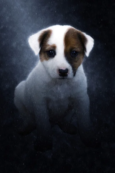 Lindo cachorro sentado en las lluvias . — Foto de Stock