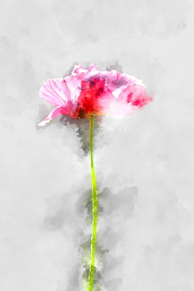 Immagine ad acquerello di fiori di papavero in fiore . — Foto Stock