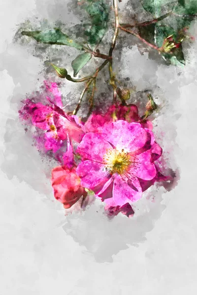 Obraz akvarel růžových růží. — Stock fotografie