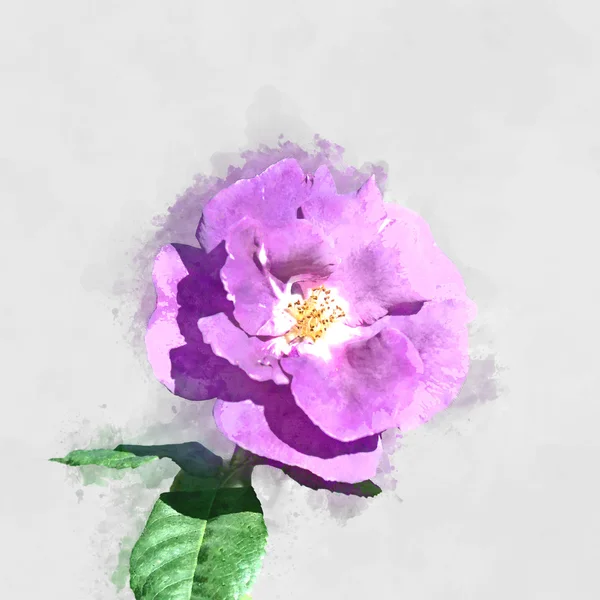 Imagem aquarela de flor de rosa violeta . — Fotografia de Stock