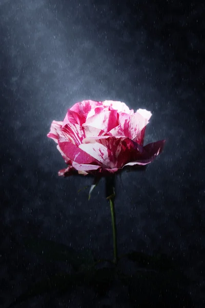 Rosas vermelhas e listras brancas estão florescendo nas chuvas . — Fotografia de Stock