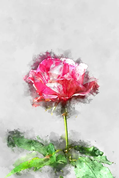 Kırmızı güller ve beyaz çizgili suluboya resim. — Stok fotoğraf