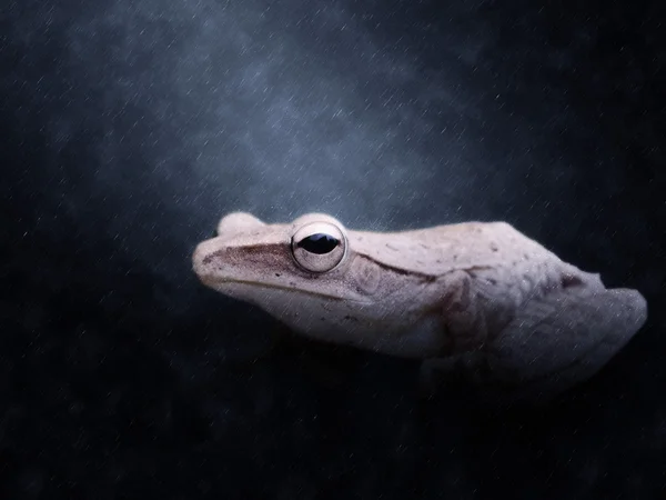 Kaart van klimmende (Hypsiboas geographicus) tropische zone in de regen — Stockfoto