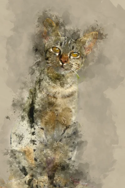 Bengal kedisi suluboya resim arıyoruz. — Stok fotoğraf