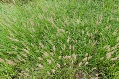 Çimen çiçek arka planda doğa.