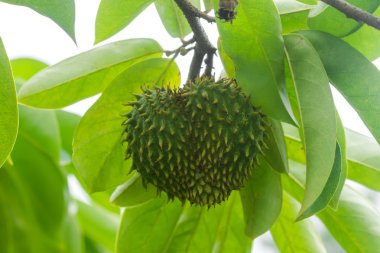 Soursop ya da dikenli muhallebi elma. 