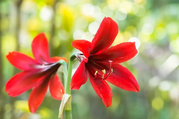 Червоний amaryllis квітка — стокове фото