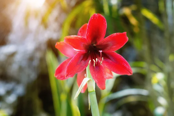 Fleur d'amaryllis rouge — Photo