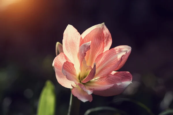 Orange Amaryllis floare în stil vintage . — Fotografie, imagine de stoc