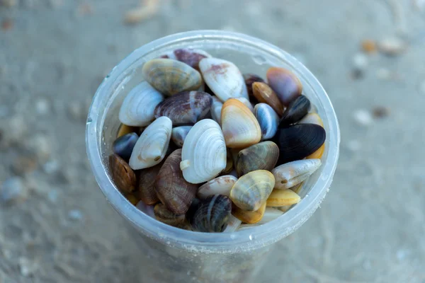 ガラスの小さな貝殻. — ストック写真