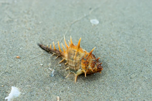 Shell with spikes on the beach — Stock Photo, Image