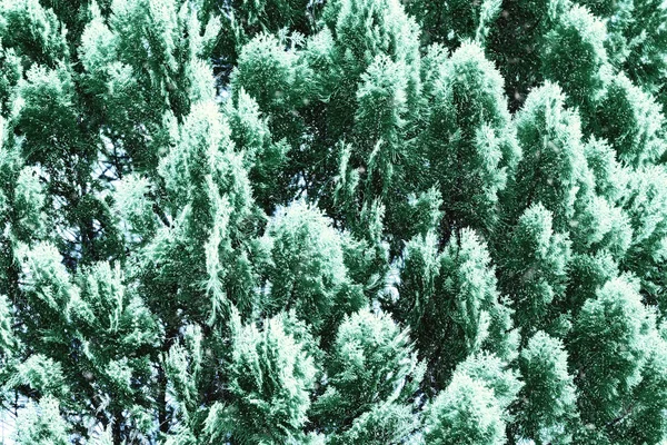 Hoja de pino verde con nieve en invierno . —  Fotos de Stock