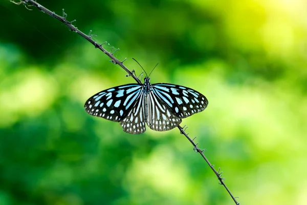 Azul Glassy Tiger mariposa . — Foto de Stock