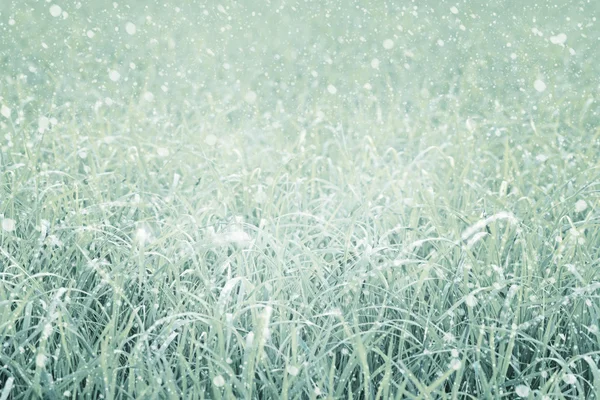 Снегопад на траве . — стоковое фото