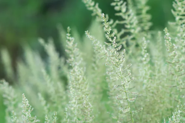 Gras bloem in de natuur. — Stockfoto