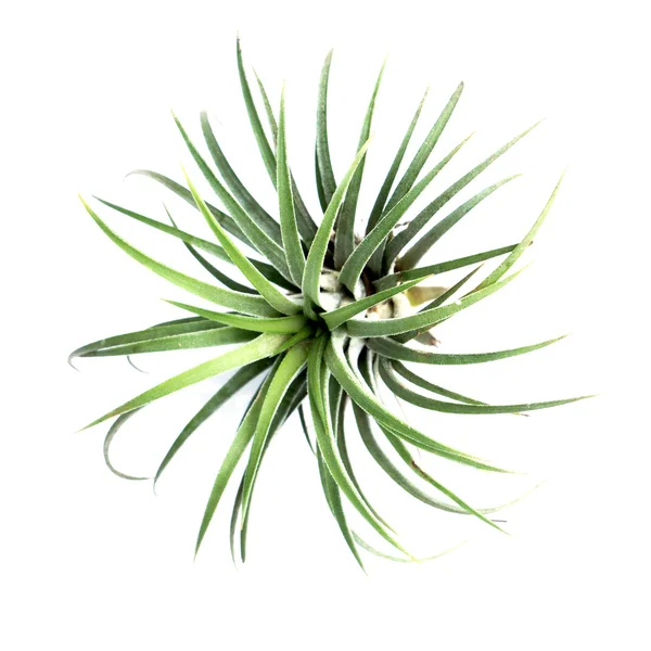 Bilimsel adı Tillandsia ile hava bitki — Stok fotoğraf