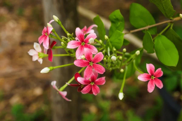 Rangoon creeper kwiat — Zdjęcie stockowe