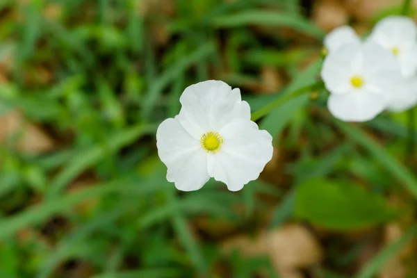 Fehér virág, a Echinodosus cordifolius. — Stock Fotó