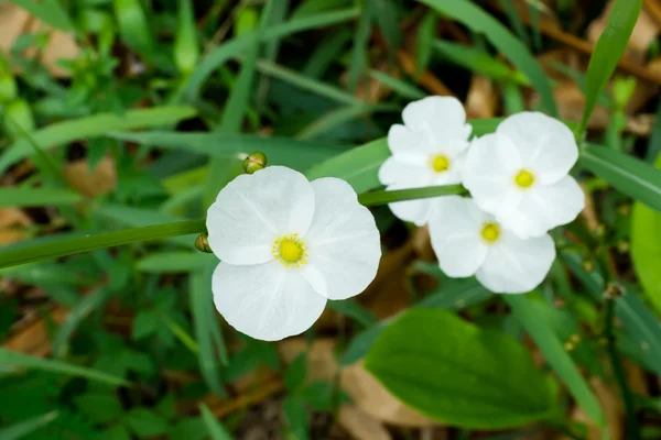 Fehér virág, a Echinodosus cordifolius. — Stock Fotó