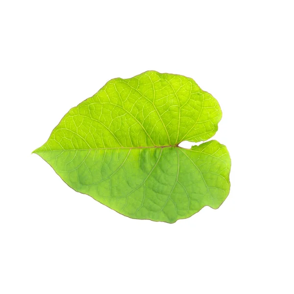 흰 배경의 푸른 잎. — 스톡 사진