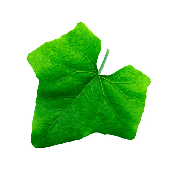 녹색 담 쟁이 잎 — 스톡 사진