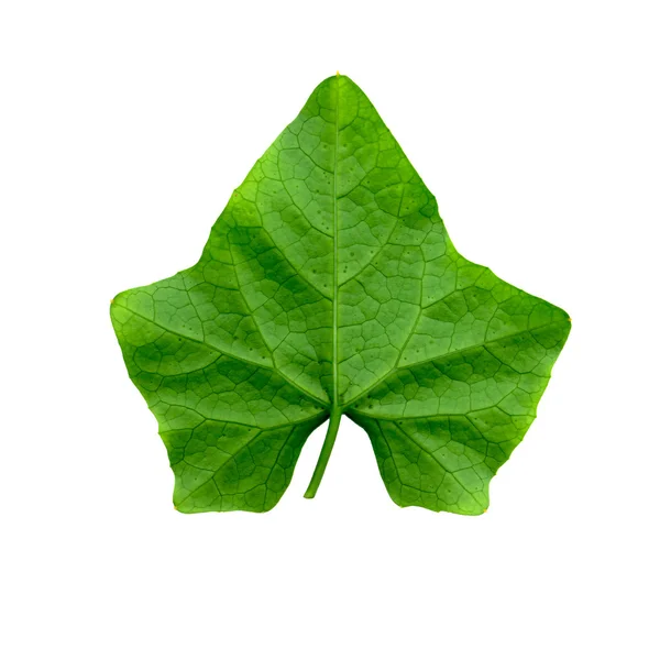 Green ivy leaf — Stock Photo, Image