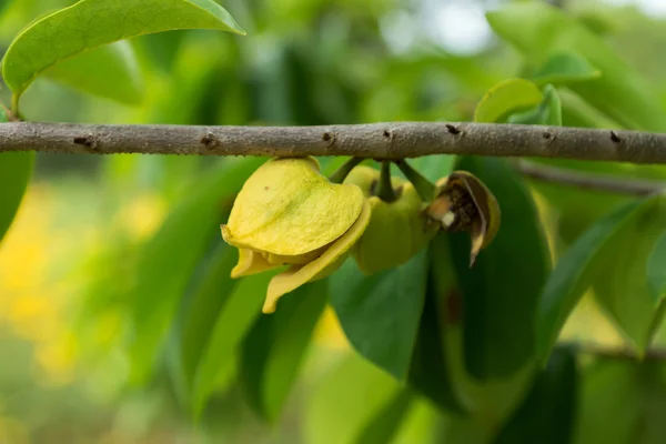 Flaszowiec miękkociernisty kwiat, kłujące Custard Apple. — Zdjęcie stockowe