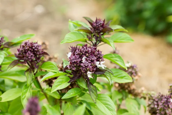 Κοντινό πλάνο λουλούδι Sweet basil. — Φωτογραφία Αρχείου