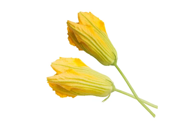 カボチャの花のつぼみ — ストック写真