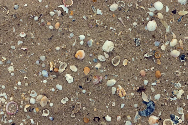 Vista superior de conchas e areia na praia . — Fotografia de Stock