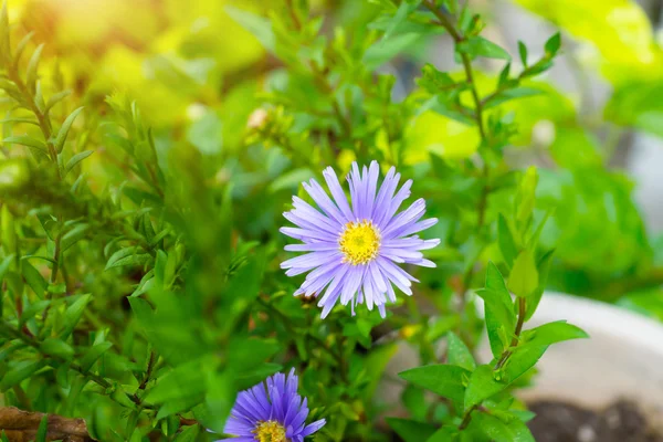 Aster amellus Nahaufnahme im Garten. — Stockfoto