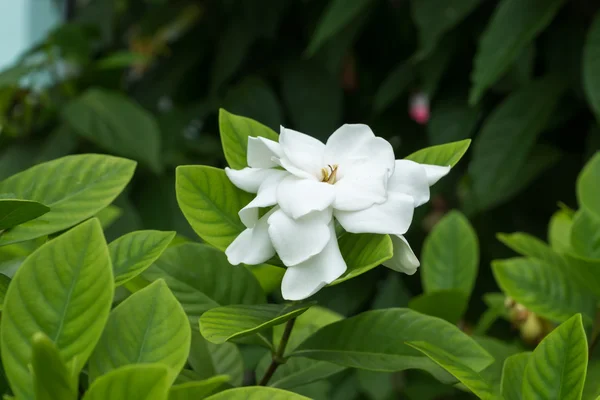 Flor de Gardenia blanca o Jazmín del Cabo (Gardenia jasminoides) —  Fotos de Stock