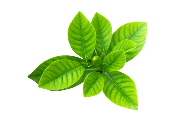 Planta de Gardenia o hoja de jazmín del Cabo . — Foto de Stock