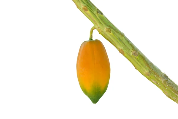 Reife und rohe Papaya auf dem Baum. — Stockfoto