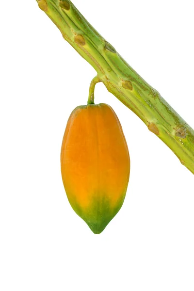 Papaya madura y cruda en el árbol . — Foto de Stock