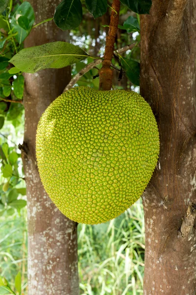 Jackfruit op de boom — Stockfoto