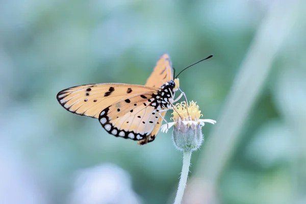 Zbliżenie pomarańczowy motyl na kwiat w zimie odcienia koloru. — Zdjęcie stockowe