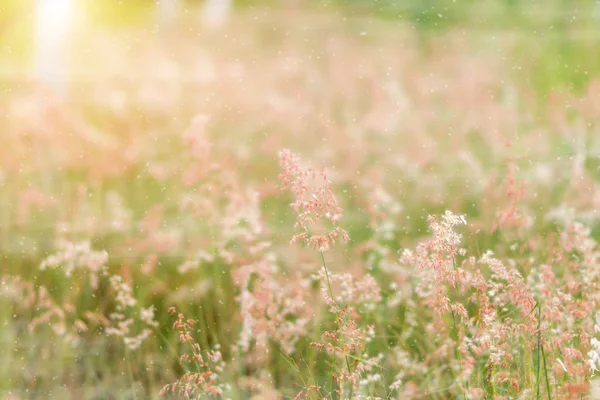 Herbe rose dans la brume avec la lumière du soleil . — Photo
