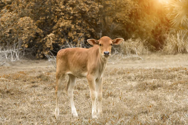 Le mucche stanno cercando di sparare nel colore autunnale . — Foto Stock