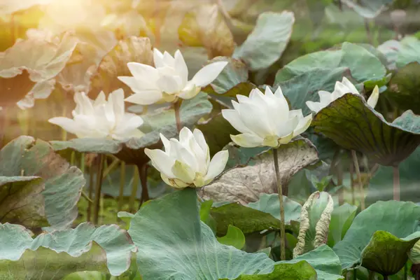 Beautiful white lotus flower in the morning with mist.
