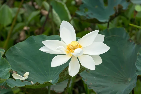 Mooie lotusbloem in de natuur. — Stockfoto