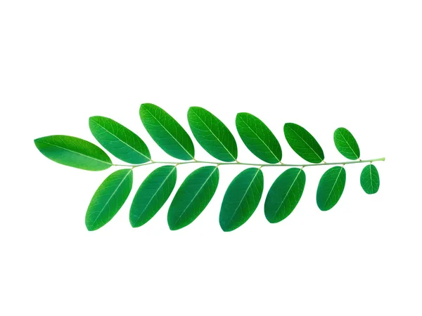 Green leaf on white background. — Stock Photo, Image