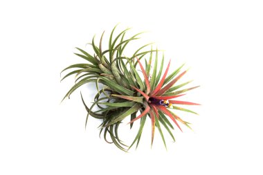 Yeşil Tillandsia. (Hava bitki)