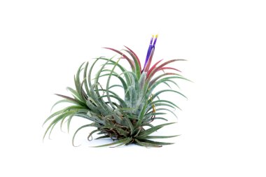 Yeşil Tillandsia. (Hava bitki)