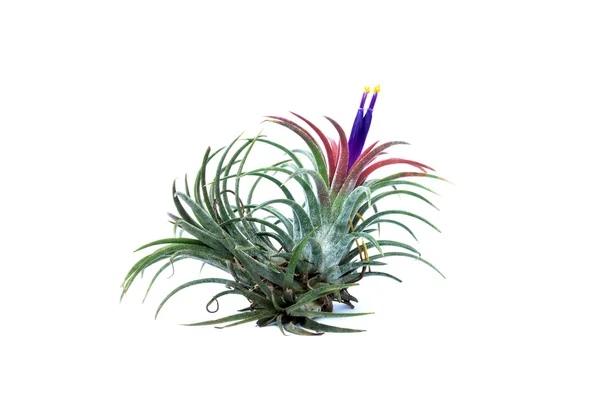 Gröna Tillandsia. (air växt) — Stockfoto