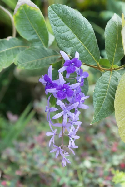 Watercolor image of Petrea Flowers. — Stock Photo, Image